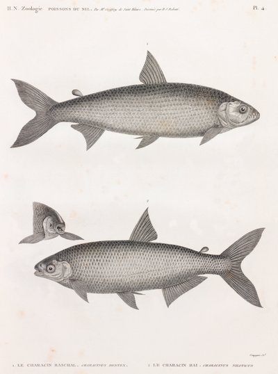 Balık: Le Characin by Unbekannt