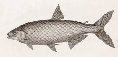 Balık: Le Characin by Unbekannt
