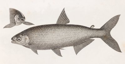 Balık: Le Characin by Unbekannt