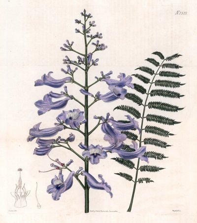 Gösterişli mavi veya istiridye ağacı - Trinidad eğrelti otu ağacı, Jacaranda mimosifolia (Oval yapraklı jakaranda, Jacaranda ovalifolia). Samuel Curtis