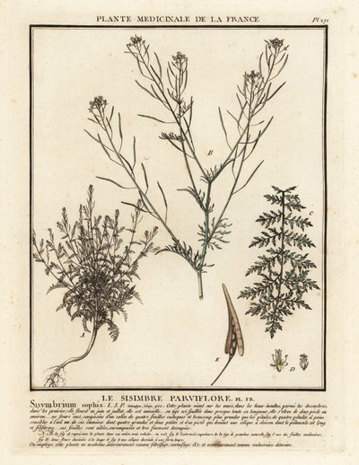 Flixweed, Descurainia sophia. by Unbekannter Künstler