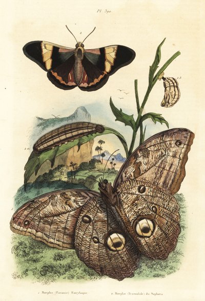 Orman dev baykuş kelebeği, Caligo eurilochus 1 ve Brassolis sophorae kelebeği, pupa ve tırtıl 2 by Unbekannt