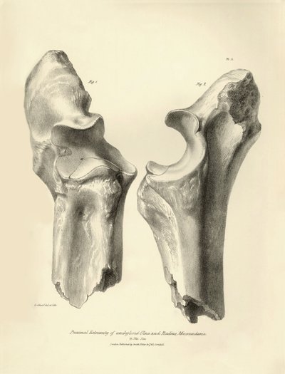 Charles Darwin
