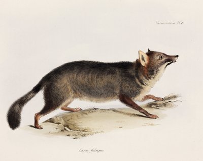 Fox, Şili, c 1832-1836 by Unbekannter Künstler