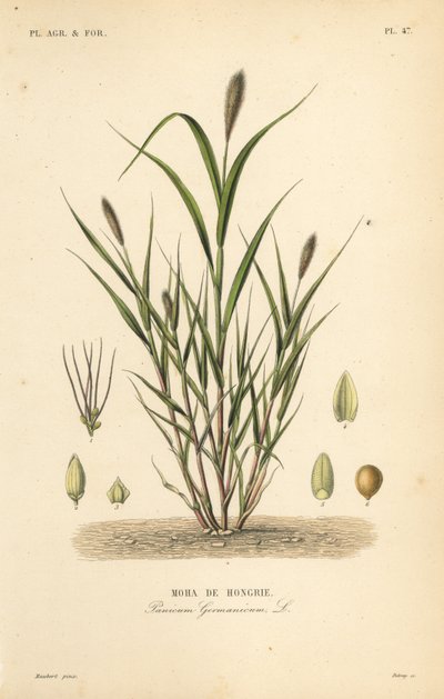 Tilki kuyruğu darı veya İtalyan darı, Setaria italica, Panicum germanicum, Moha de Hongrie by Unbekannt