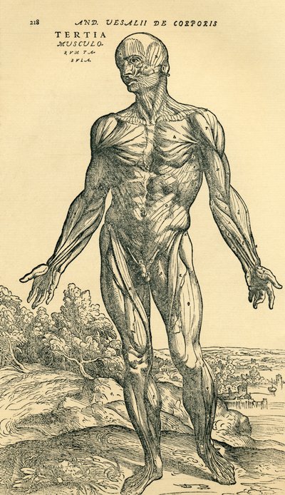 Erkek insan vücudunun önü, ilk olarak Andreas Vesalius tarafından De Humani Corporis Fabrica Libri Septem