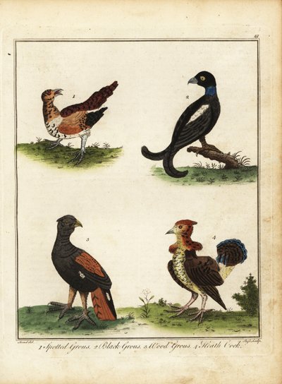 Av kuşları: benekli orman tavuğu, kara orman tavuğu, orman tavuğu, funda coc 1792 (gravür) by Unbekannter Künstler