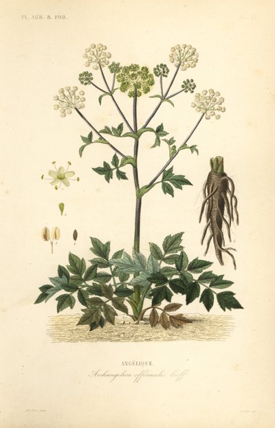 Bahçe angelica veya yabani kereviz, Angelica archangelica, Archangelica officinalis, Angelique by Unbekannt