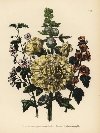 Bahçe ebegümeci, Althaea rosea, Bay Munro