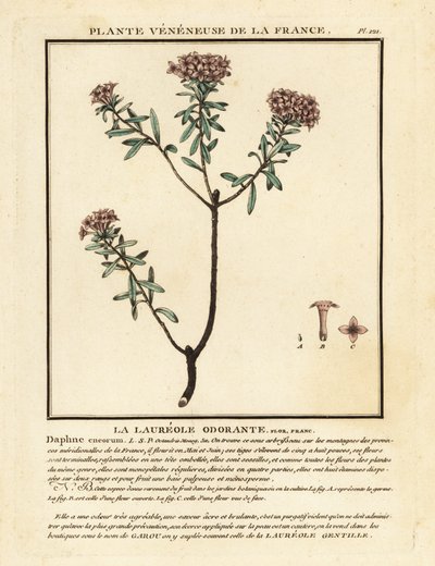 Çelenk çiçeği, Daphne cneorum. by Unbekannter Künstler