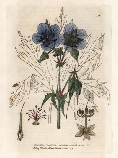 William Baxter
