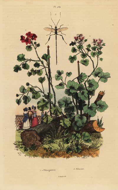 Sardunya türleri, Pelargonium daveyanum 1 ve Pelargonium macranthon 2 by Unbekannt