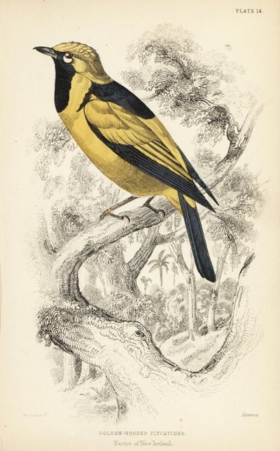 Altın hükümdar, Carterornis chrysomela (Altın başlı sinekkapan, Monacha chrysomela). Sir William Jardine