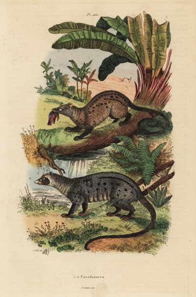 Altın palmiye misk kedisi, Paradoxurus zeylonensis 1 ve Asya palmiye misk kedisi, Paradoxurus hermaphroditus 2 by Unbekannt
