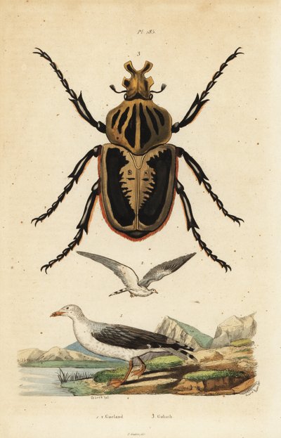 Goliath böceği, Goliathus goliatus 1 ve ortak martı, Larus canus 2 by Unbekannt