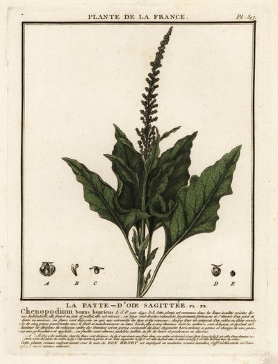 İyi Kral-Henry, Chenopodium bonus-henricus. by Unbekannter Künstler