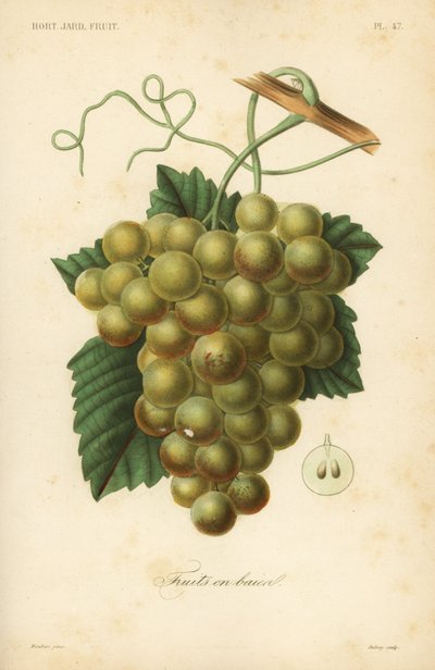 Üzüm, Vitis vinifera by Unbekannt