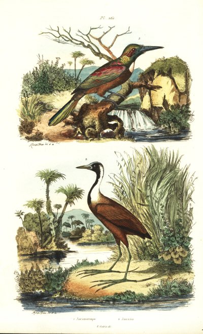Büyük jacamar, Jacamerops aureus ve kuzey jacana, Jacana spinosa by Unbekannt