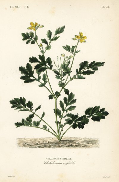 Büyük kırlangıçotu, Chelidonium majus, Chelidoine komün by Unbekannt