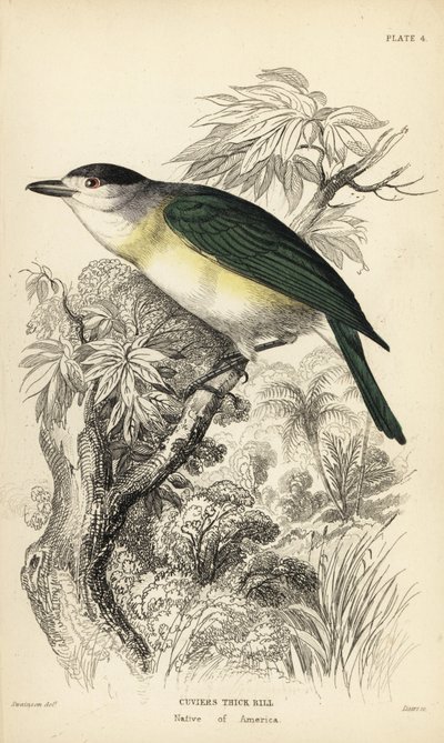 Yeşil sırtlı sakarmeke, Pachyramphus viridis (Cuvier