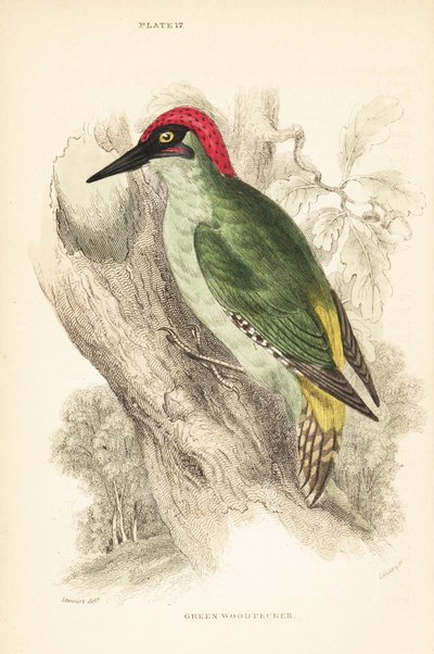 Yeşil ağaçkakan., Picus viridis, bir ağaca tünemiş.1889 (gravür) by Unbekannter Künstler