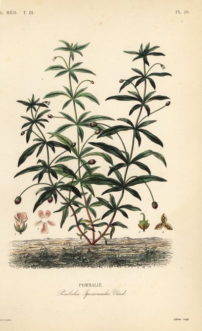 Greenviolet veya kambur çiçek, Hybanthus calceolaria, Pombalia ipecacuanha, Pombalie by Unbekannt