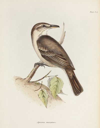 Gri karınlı örümcekkuşu tiran, c 1832-1836 by Unbekannt