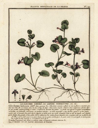 Öğütülmüş sarmaşık, Glechoma hederacea. by Unbekannter Künstler