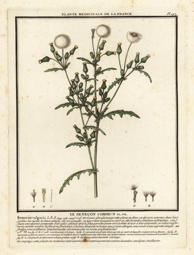 Yerfıstığı, Senecio vulgaris. by Unbekannter Künstler