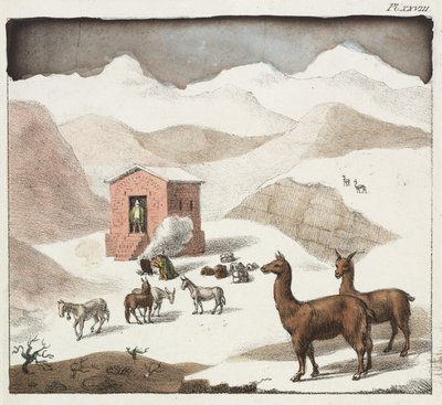 Guanacos, Mağaralar Vadisi, And Dağları, Şili by Unbekannter Künstler