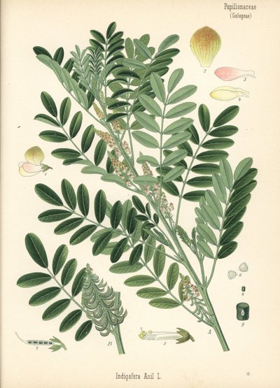 Guatemala çiviti veya küçük yapraklı çivit, Indigofera suffruticosa (Indigofera anil). Hermann Adolph Koehler