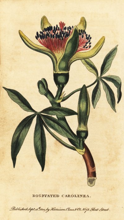 Guyana Kestanesi, Pachira Akkutike. , 100 (Gravür) by Unbekannter Künstler