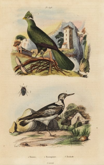 Gine turaco, Tauraco persa ve Avrasya yılan balığı, Jynx torquilla by Unbekannt