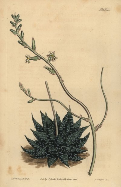 Haworthia minör veya Tulista minima (En az inci aloe, Aloe margaritifera minima) by Unbekannt