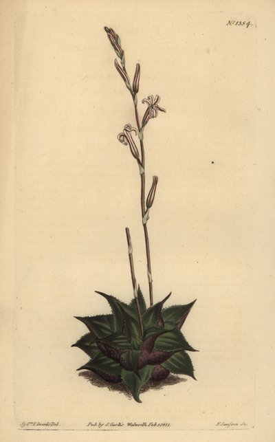Haworthia mirabilis (Kaba yapraklı yastık aloe, Aloe mirabilis) by Unbekannt