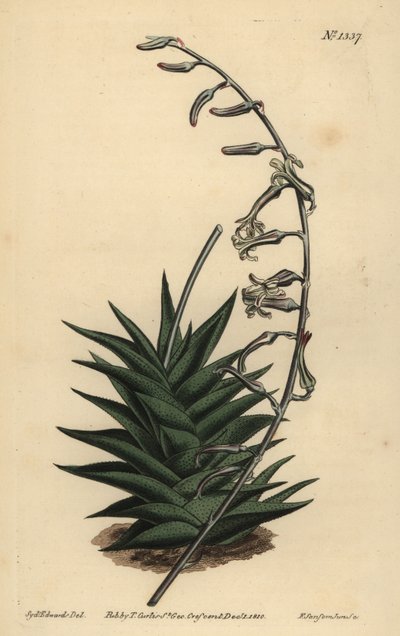 Haworthia viscosa (Sert yapraklı aloe, Aloe rida) by Unbekannt