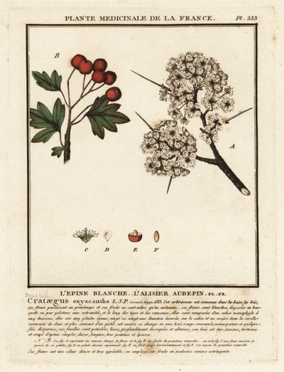 Alıç, Crataegus rhipidophylla by Unbekannter Künstler