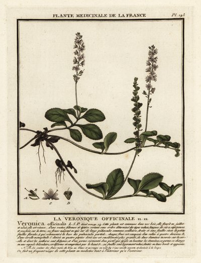 Heath Speedwell, Veronica officinalis. by Unbekannter Künstler