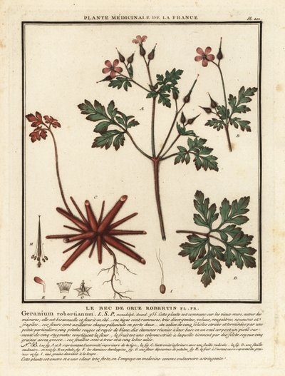 Herb-Robert, Sardunya robertianum. by Unbekannter Künstler