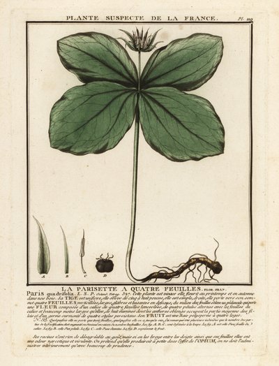 Herb-paris, Paris quadrifolia. by Unbekannter Künstler