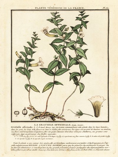 Lütuf otu, Gratiola officinalis. by Unbekannter Künstler