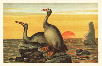 Hesperornis regalis, soyu tükenmiş karabatak benzeri kuş.1908 (litografi) by Unbekannter Künstler