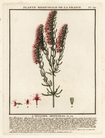 Çördük, Çördük officinalis by Unbekannter Künstler