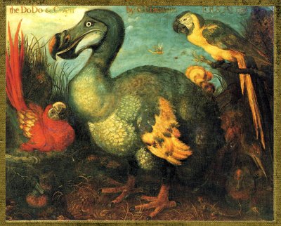 Çizim/Raphus cucullatus/Mauritius Dodo/Dronte by Unbekannt