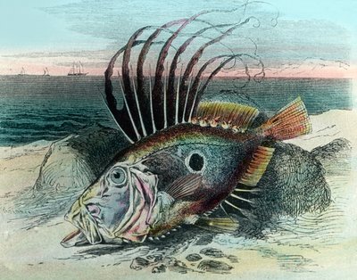 Bir John dory balığının resmi (Zeus faber) by Unbekannter Künstler