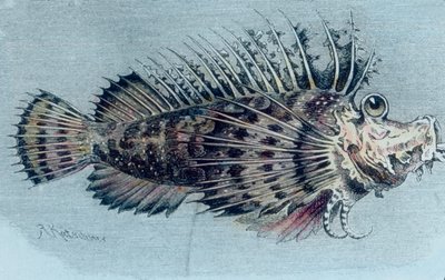 Tepe balığı çizimi (Lophotidae)) by Unbekannter Künstler