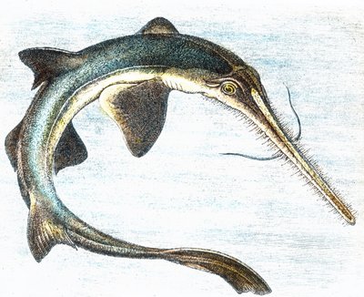 Kılıç balığı çizimi (Xiphias gladius) by Unbekannter Künstler