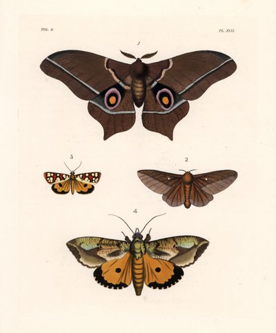 Imbrasia epimethea (Saturnia epimethea) 1, pembe çizgili meşe kurdu güvesi, Anisota virginiensis (Dryocampa virginiensis) 2, Crameria aegocera (Aegocera amabilis) 3 ve Eudocima materna (Triphaena materna) 4. John O. Westwood