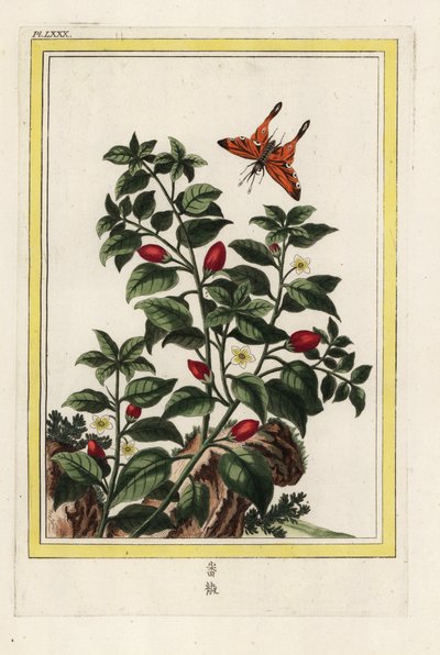 Hindistan Biberi. Biber, Capsicum annuum. Pierre Joseph Buchoz