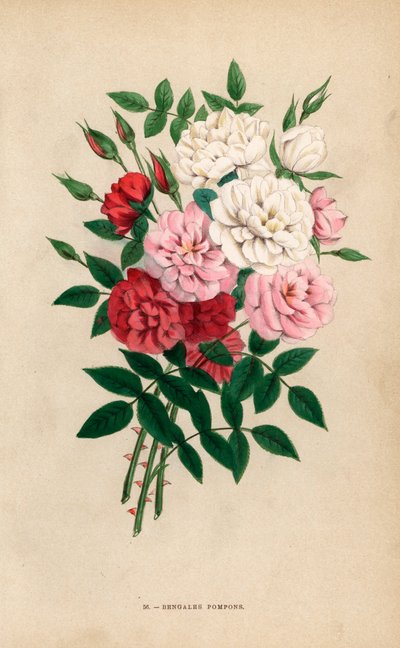 Hint düğme gülleri, Bengal ponponları, Rosa chinensis melezleri. Hippolyte Jamain ve Eugene Forney